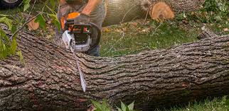 Best Lawn Pest Prevention  in Hewlett, NY