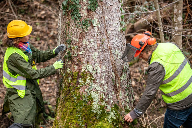 Professional Tree Care in Hewlett, NY