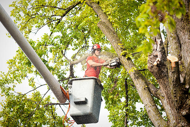 Best Emergency Tree Removal  in Hewlett, NY